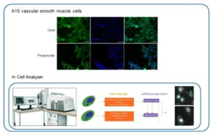 혈관외피세포의 cell analyzer를 이용한 검증법 개발