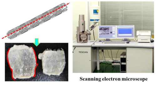 주사전자현미경을 이용한 전임상 동물 실험 후 스텐트 내강의 형태학적 분석 모식도