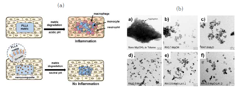 (a) 세라믹 나노입자를 통한 염증 제어 모식도 및 (b) 기능성 세라믹 나노입자의 전자현미경 사진