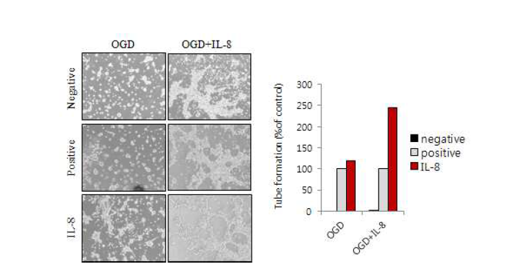 in vitro에서 IL-8에 의한 혈관생성유도 확인