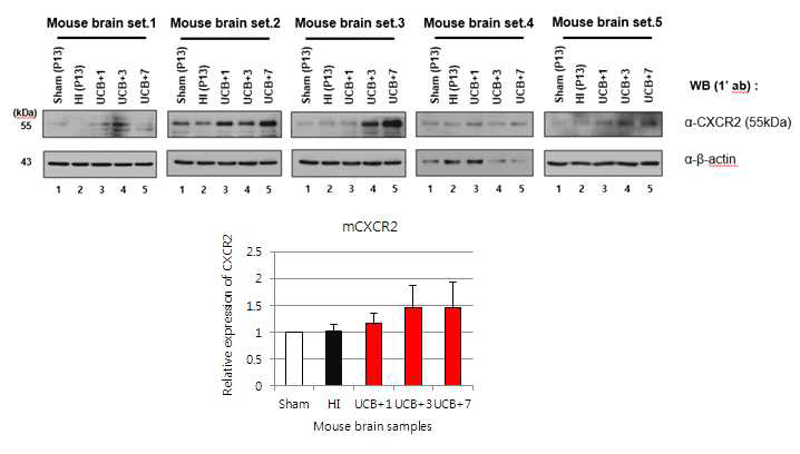 저산소-허혈성 뇌손상 동물모델의 뇌조직에서 CXCR2 발현 확인