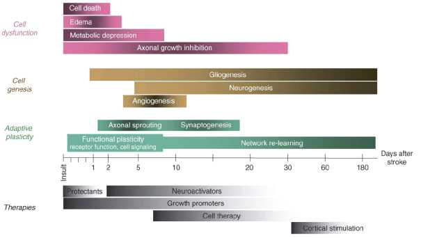뇌졸중 이후 시기별 뇌의 변화와 이에 따른 치료의 제안 (Curr Opin Neurobiol, 16(3), 2006)