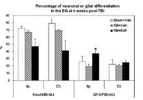 EGF를 투여했을 때, 치상회에서 별아교세포로 분화가 증가함 (J Neurotrauma, 27(5), 2010)