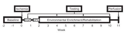 뇌경색 동물 모델 제작 후, 뇌실을 통하여, 1주일 간 EGF 투여, 다음 1주일 동안 EPO 투여,이후 8주간 부유 환경을 경험하도록 함. 뇌경색 이후 10주까지 기능 변화를 관찰함 (Stroke,45(6), 2014)