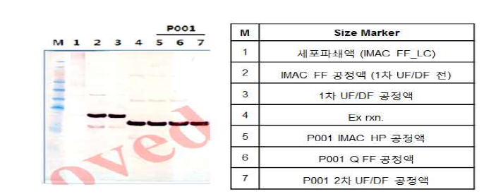 스케일업 전/후 공정별 bFGF의 SDS-PAGE 결과