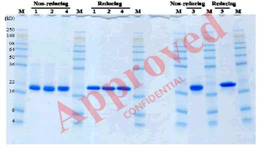 최종원액의 SDS-PAGE 분석 (4ug loading): M, molecular weight marker; 1, KF14F001 (labsacle 정제액); 2, KF14F002P01; 3, KF14F002P03; 4, KF15F003