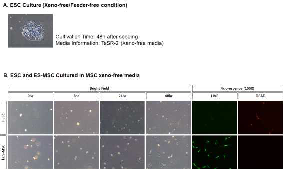 ES-MSC 배양배지에서 배아줄기세포의 증식여부 검증 (A) 정상 xeno-free/feeder free조건에서 배양된 ESC의 형태, (B) ES-MSC 배양배지에서 배양된 배아줄기세포 및 ES-MSC의분석 (형태학적 관찰, LIVE/DEAD 염색)