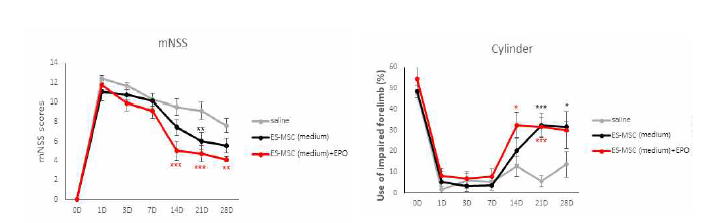 ES-MSC Medium dose 투여 및 EPO 복합투여 시 신경학적 행동변화 및 cylinder 평가결과 (* P < 0.05, ** P <0.01, *** P < 0.005 vs, Saline group)