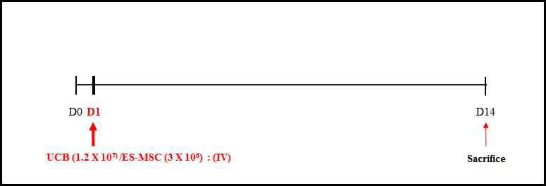 Experimental Schedule (줄기세포 단회투여 독성평가)