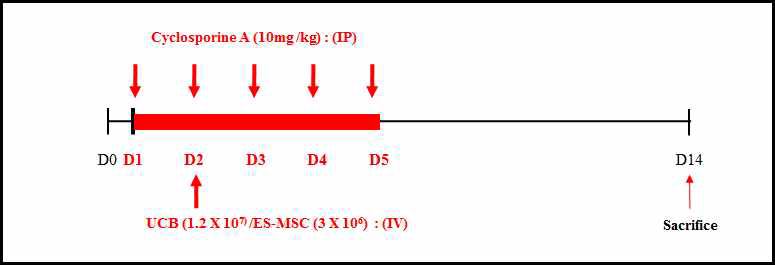 Experimental Schedule (면역억제제와 줄기세포에 의한 독성평가)