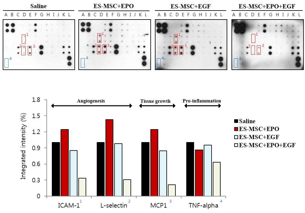ES-MSC와 성장인자의 복합투여에 의한 분석