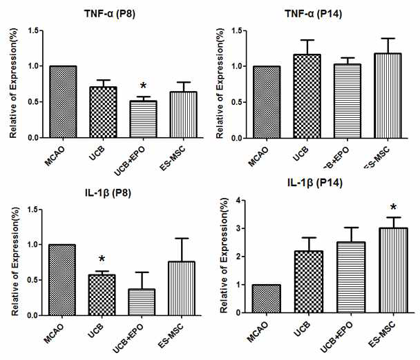 줄기세포 투여 후 Pro-inflammatory cytokine의 변화 (* P < 0.05 vs, MCAO group)