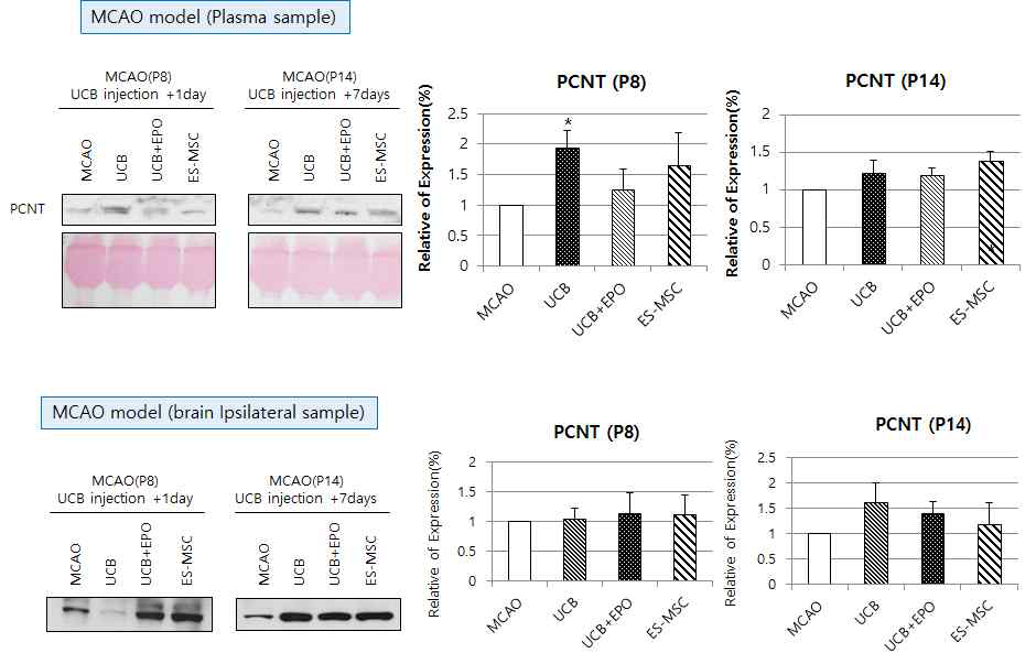 줄기세포 투여 후 혈장 및 뇌조직에서의 PCNT의 변화