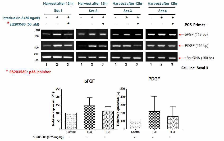 Bend.3 cell line에 Interleukin-8 처리시 angiogenic factor들의 발현 확인