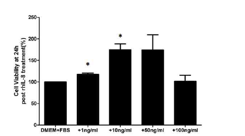 Bend.3 cell line의 Interleukin-8 처리시 cell viability 변화 확인