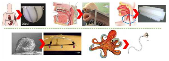 소프트 로봇을 이용한 생체모사 공학의 연구 사례