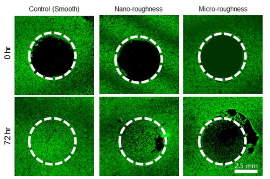 대면적 금속 위에 마이크로/나노 표면을 구현하고 시간에 따른 세포의 증식 정도를 비교
