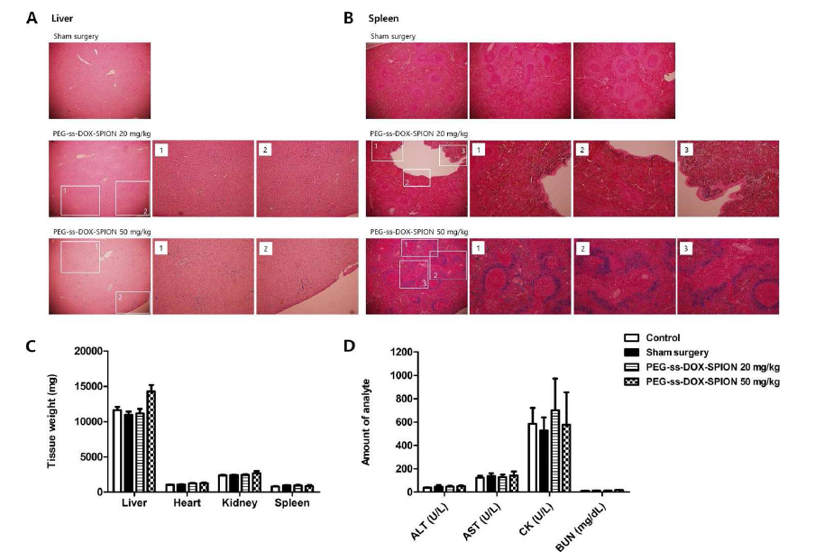 개선된 나노로봇의 in vivo 안전성 평가 결과