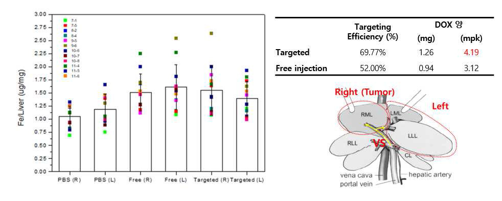 In vivo 타겟 후 ICP결과 및 조직 내 DOX 농도 (목표 달성: 4.19 mg/kg)