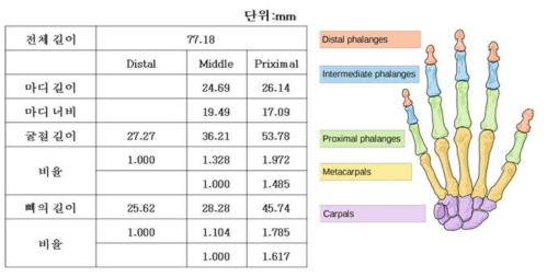 손가락 평균길이와 명칭