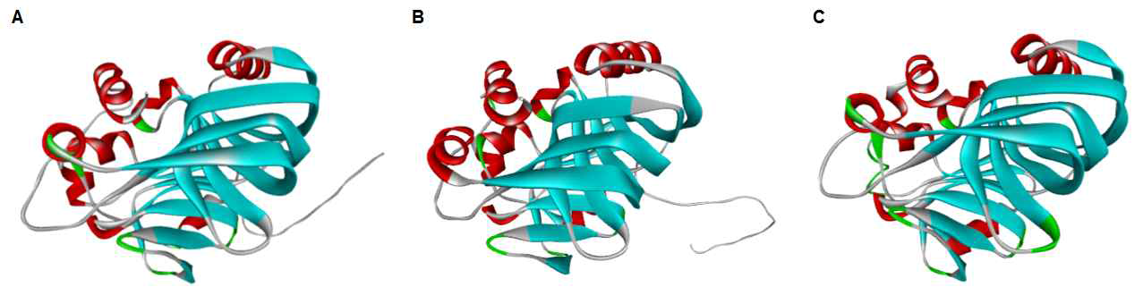 α-아세토락트산 탈탄산효소 (ALDC)의 구조 예측 A) B. subtilis B) E. aerogenes C) L.lactis