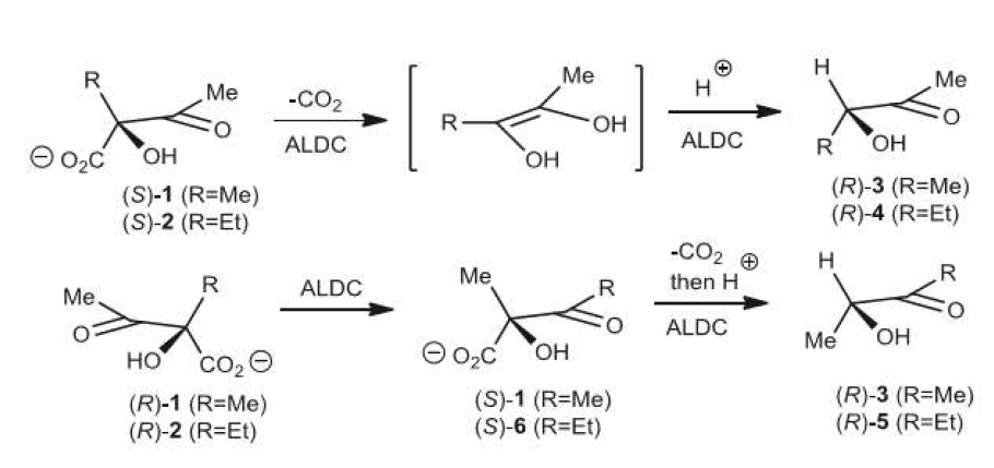 (S)-acetolactate [(S)-1 와 (R)-acetolactate [(R)-1]의 반응 기작