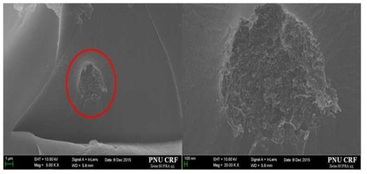 FE-SEM image of CNT-PUF with ultrasonication