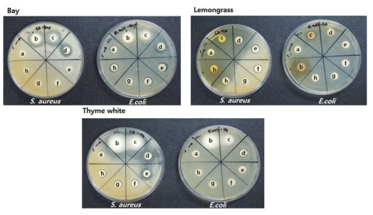 한천 확산법을 이용한 EO의 항균성 평가 실험 결과 (a:acetone, b-h: rkr 50, 25, 12, 6, 3, 1.5, 7 μl의 EO를 함유)