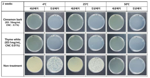 CNF 모델 시스템에서 CNC 기반 EO 에멀젼 처리 후 저장시간 (2주) 및 온도(4, 25, 50℃)에 따른 미생물 오염 방지 효과 평가 결과