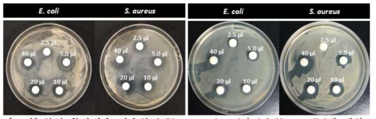 한천 확산법을 이용한 2-Phenoxyethanol과 1,2-Hexanediol에 대한 적합 농도 스크리닝 결과. (좌) 2-Phenoxyethanol, (우) 1,2-Hexanediol