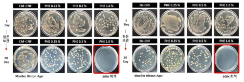 실제 CNF에 적용하였을 때 2-Phenoxyethanol 농도에 따른 단기 보관 샘플의 항균성 평가