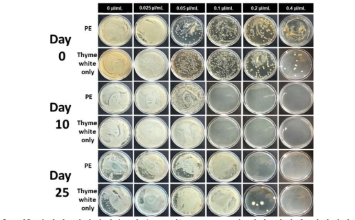 장기간 저장하였을 때 (1-25일) S. aureus에 대한 피커링 에멀젼과 thyme white EO의 미생물 오염도 평가