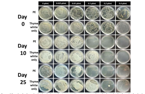 장기간 저장하였을 때 (1-25일) E. coli에 대한 피커링 에멀젼과 thyme white EO의 미생물 오염도 평가