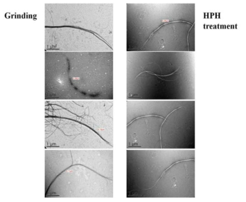 미건조 활엽수펄프를 원료로 하여 그라인더와 HPH로 제조한 CNF의 투과전자 현미경 이미지