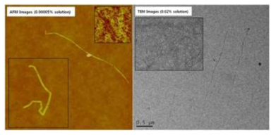 제조된 단일 셀룰로오스 나노섬유의 AFM 및 TEM 이미지