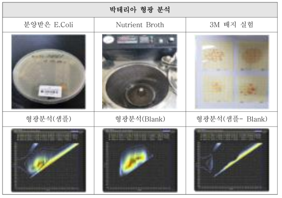 박테리아 배양 및 형광분석 파장