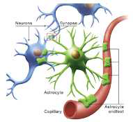 뇌 모세혈관과 별아교세포(astrocyte)