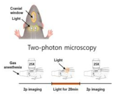 빛 자극에 대한 뇌 이미지 영상 촬영 동물 실험 개요