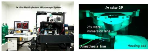 이광자 현미경 이미징 시스템과 동물 이미징 촬영