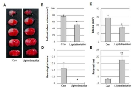 전처리-빛 자극 후 조직 회복능력, (A)TCC 염색, (B)뇌조식 손상도, (C)부종(Edema), (D)신경학적 결손, (E)운동 협응 능력