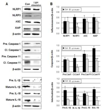 후처리-빛 자극 후 NLRP3 발현 및 inflammasome감소 결과, (A)웨스턴 블랏 밴드, (B)정량화한 값