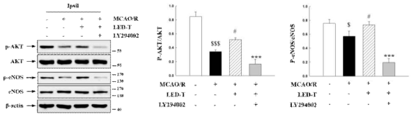 PI3K/Akt 억제제 LY294002 처리 시 p-eNOS 발현 효과