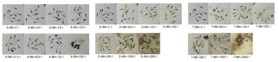 NET-1601 부탄올층(B), 물층(D), 추출물(T)을 처리한 후 96시간 경과 후 배아의 발생