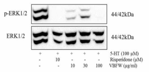 ERK1/2 phosphorylation in CHO-K1 cell transfected with the human 5-HT2A receptor