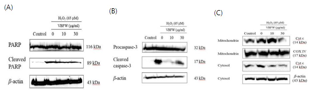 Effects of VBFW on cleaved PARP, cleaved caspase-3 and translocation of cytochrome c from the mitochondria to the cytoplasm of H2O2–induced oxidative stress in SH-SY5Y cells