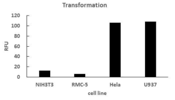 in vitro 발암성 분석 결과>