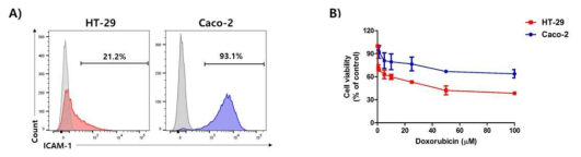 암 세포주에 대한 doxorubicin 민감도 평가 및 ICAM-1 발현 확인>