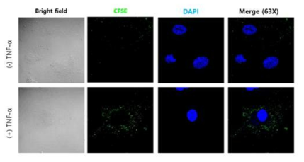 Confocal microscopy of cellular uptake of BNS>