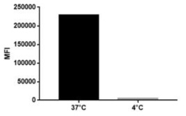 Temperature-dependent cellular uptake of BNS>