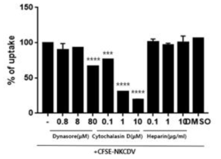 Analysis of the mechanism of BNS uptake>